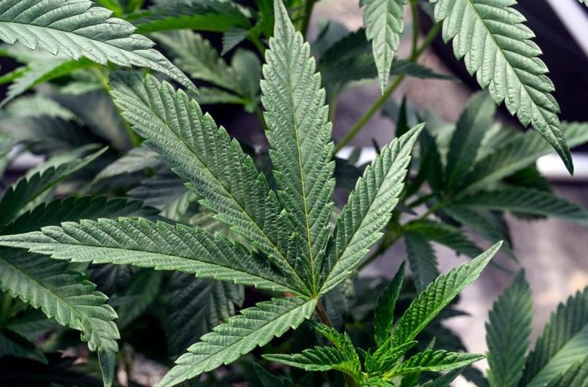  Could Massachusetts voters roll back legal weed?