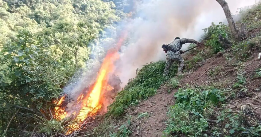  Military personnel destroyed more than 116,000 marijuana plants in Mascota: Jalisco