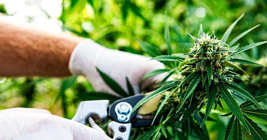  Cannabis Stocks Surge as Trump Weighs Marijuana Rescheduling