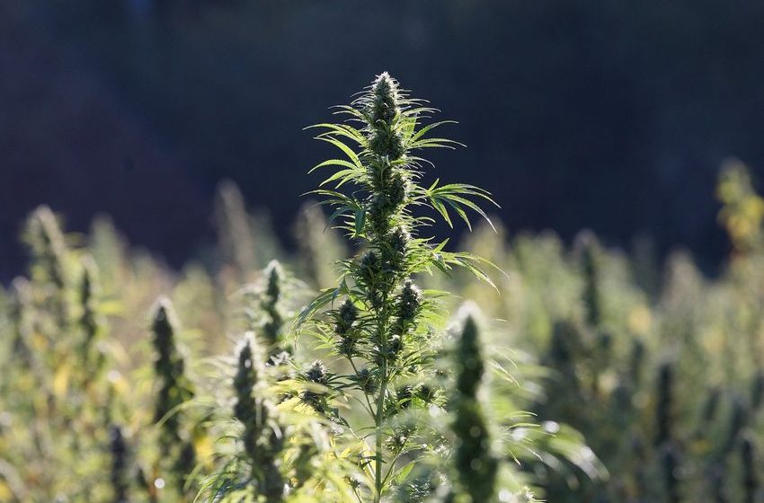  Hemp industry rescue bill: Oregon senators fight for 21+ THC regulations