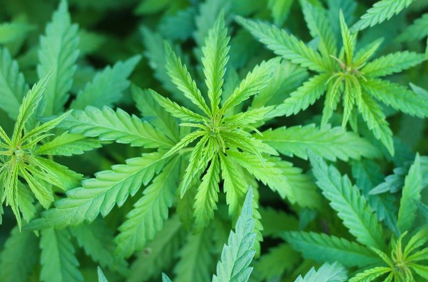  Green Rush Reloaded: Pot Stocks Soar On Trump Push For Rescheduling