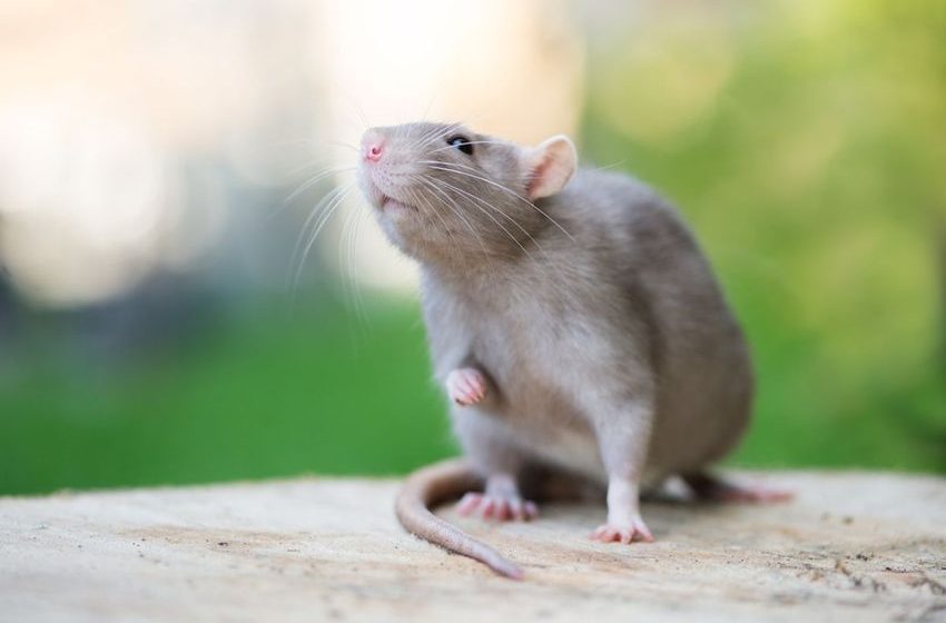  Highly-Stressed Rats Sought Puffs of Cannabis to Relax