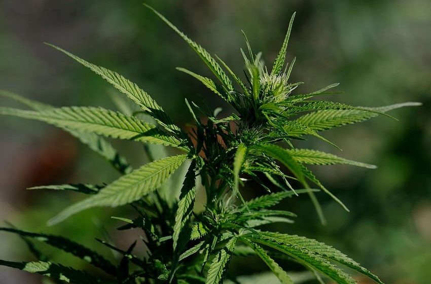  Trump eases marijuana regulations amid industry backing, Catholic concerns