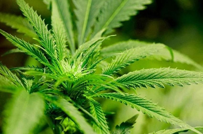  The Supreme Court Should Hear Case Seeking to Overturn Gonzales v. Raich