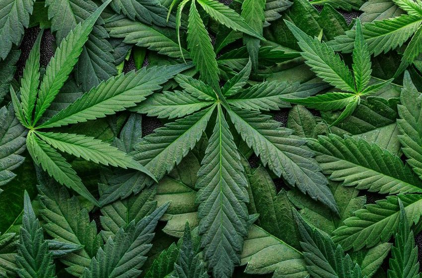  Cannabis stocks jump on anticipated order to reclassify marijuana