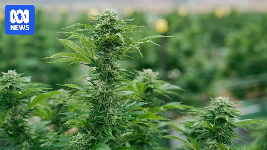  Australia’s medicinal cannabis bind is a political hot potato