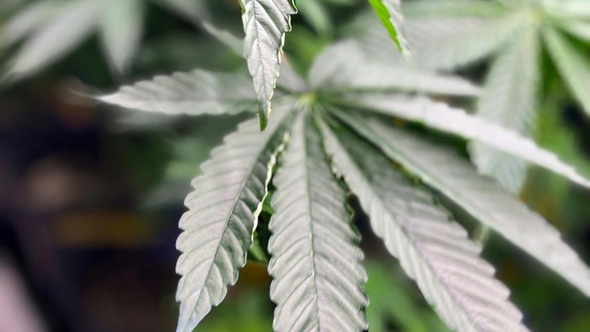  What to know about Trump’s order seeking to relax federal drug policies for marijuana