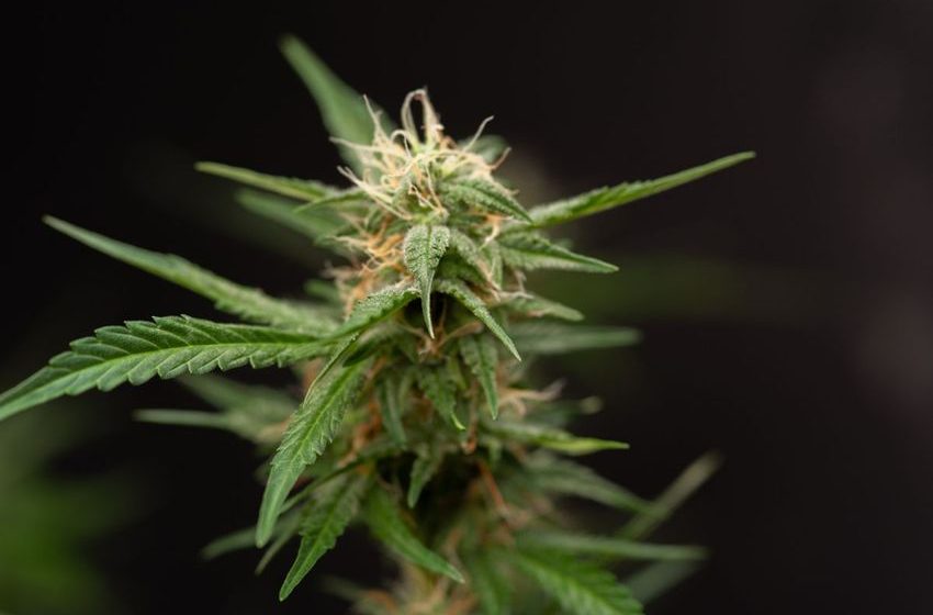  The Strange Rise of Scromiting — Most Common Among Young, Heavy Cannabis Users