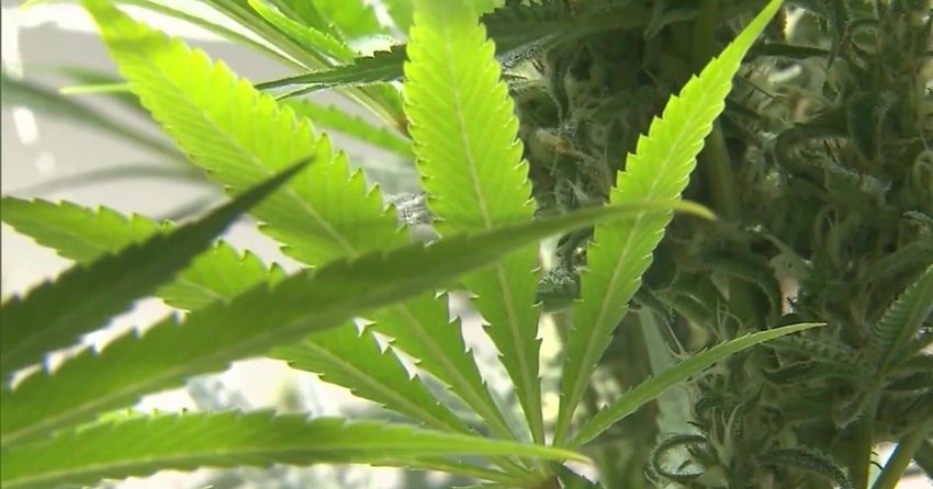  Idaho Attorney General opposes marijuana reclassification order