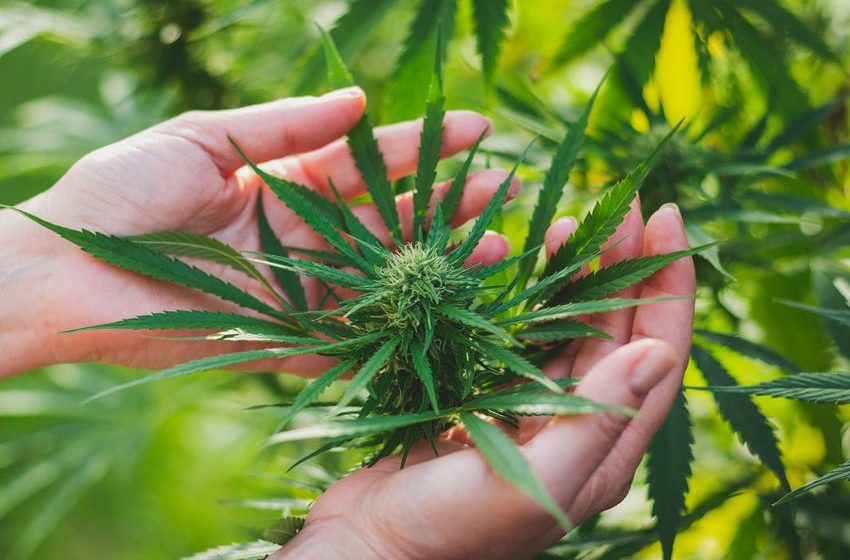  Odds On: Traders on Kalshi see 4% chance of cannabis rescheduling this month