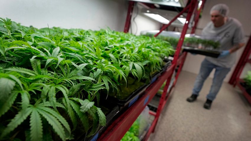  Marijuana rescheduling would bring some immediate changes, but others will take time