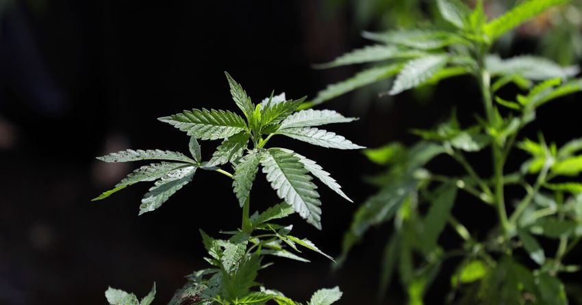  President Trump reclassifies marijuana, making it easier for medical use