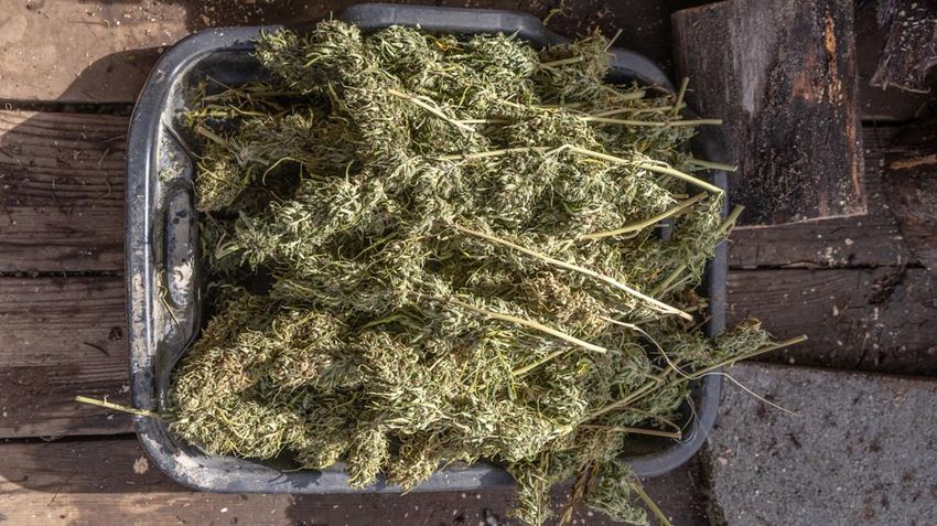  3 Reasons Why These 3 Cannabis Stocks Could Have a Magnificent 2026