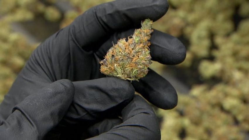  Cannabis and human trafficking not clearly linked, N.S. police say