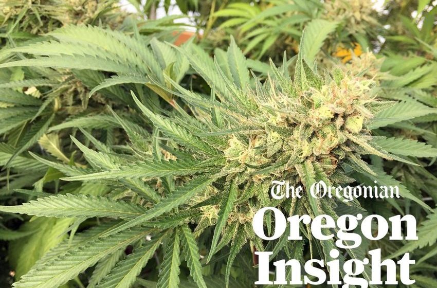  Oregon marijuana prices remain depressed, but industry hopes lower taxes will give it a lift