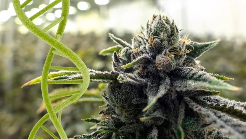  How Much Cannabis Is Too Much? Scientists Finally Have a Number