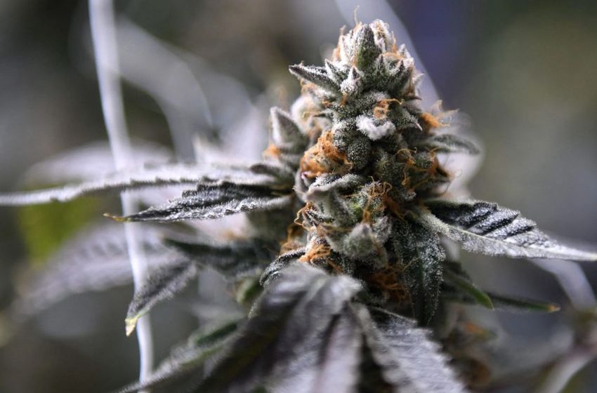  New Regulations for Texas Hemp Industry Approved