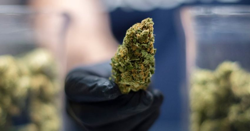  Advocates push to expand medical marijuana access as Georgia legislative session begins