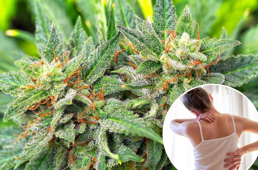  Medical marijuana’s pain promise is under fire — again