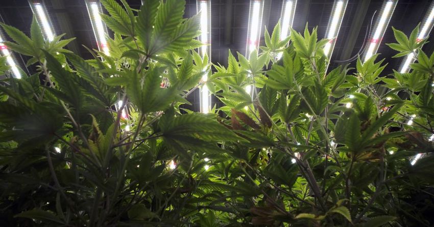  Legal cannabis market nears reality in Virginia as black market rages