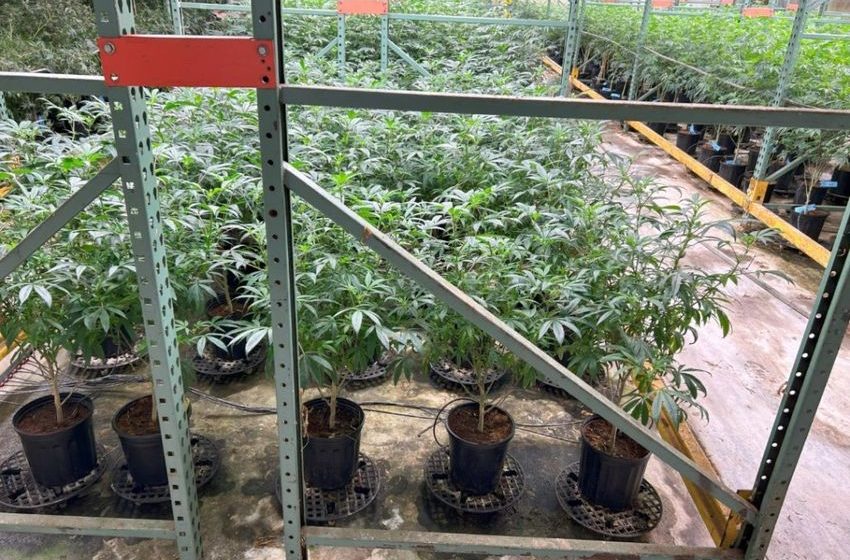  Denver marijuana dispensary’s licenses revoked after links to interstate drug case, code violations uncovered