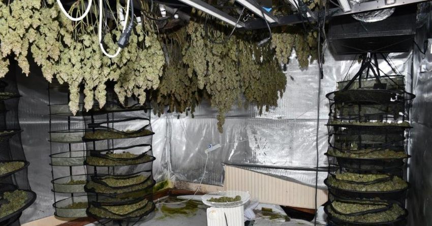  Drugs worth over €2 million found in Co Westmeath growhouse raids