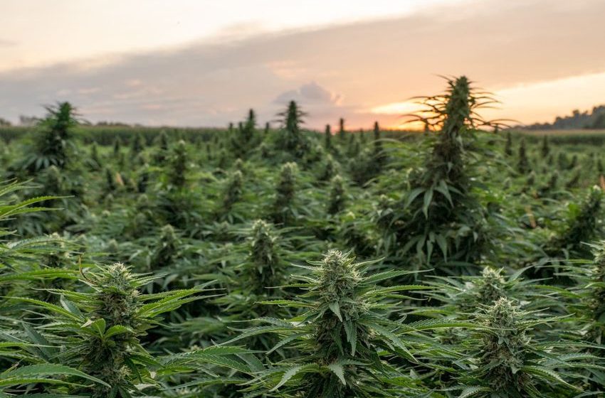  Federal Health Official Says Teens Are Finding It Harder To Access Marijuana Even As Legalization Spreads, Contrary To Opponents’ Fears