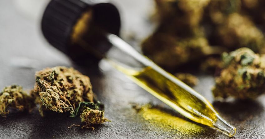  Ancient cannabis enzymes have been resurrected to power new drugs