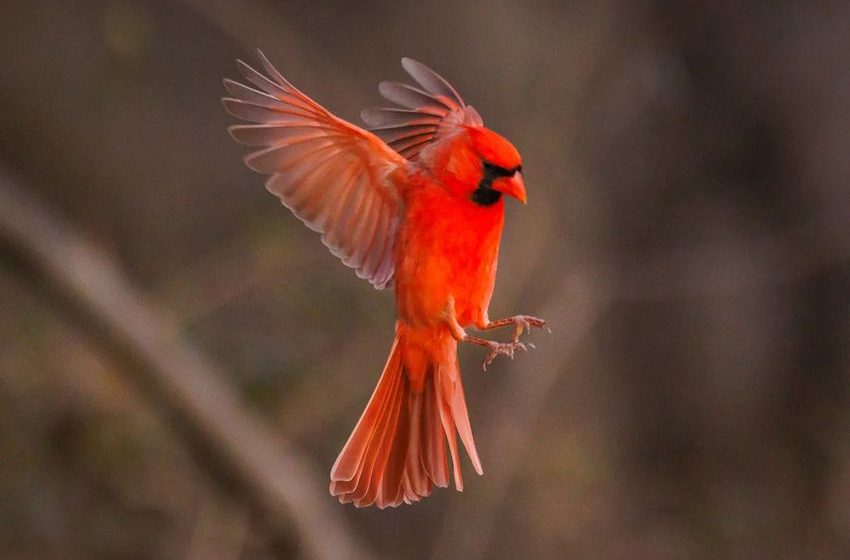  The Daily Mauling: 1/30/26