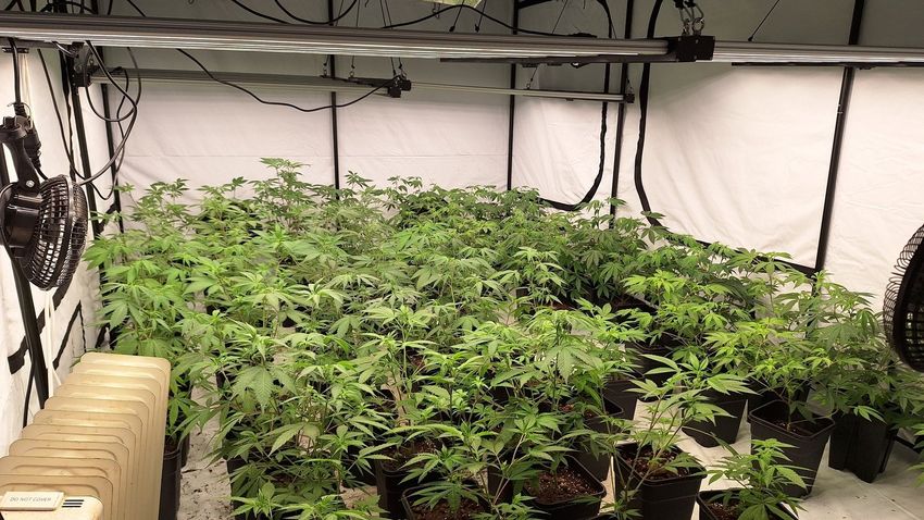  Four arrested after ‘cannabis factory’ found in Co Derry