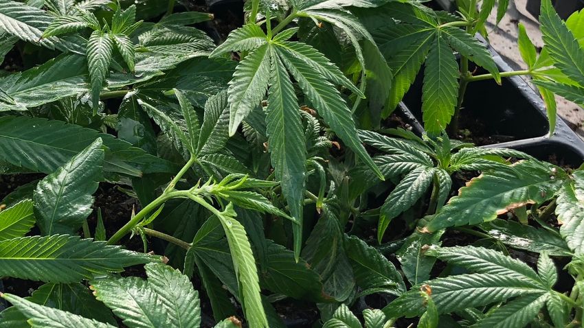  Wisconsin Democrats introduce bill to legalize marijuana