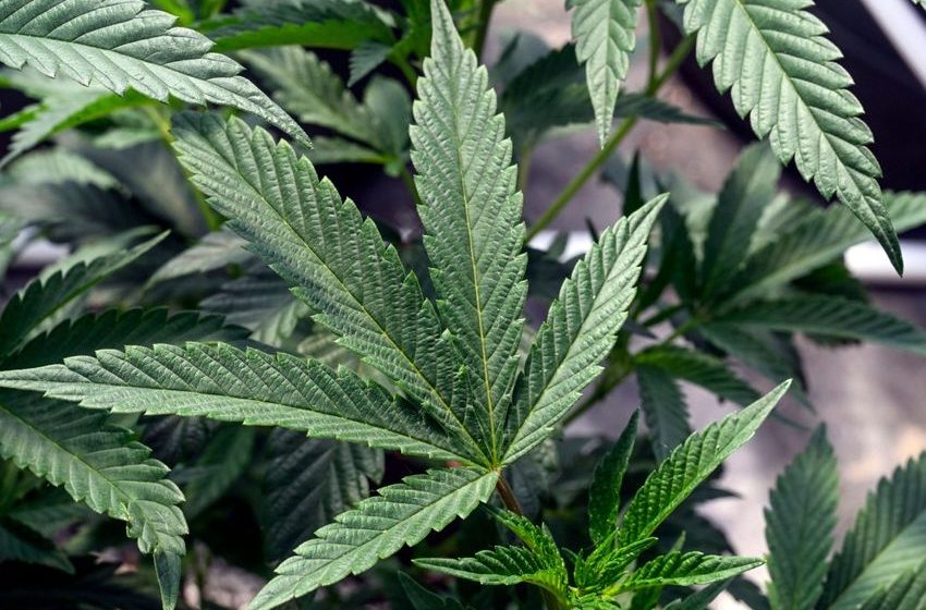  NYT Editorial: It’s Time for New Curbs on Legal Pot