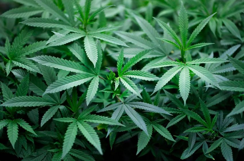  ‘Time to Acknowledge Reality’: The New York Times Warns America Has a ‘Marijuana Problem’