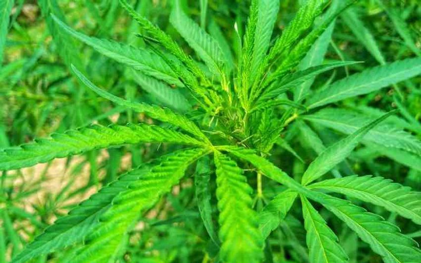  Dangerous myth of “medical” marijuana among Kenya’s youth