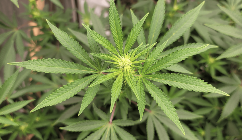  Colorado Senators Advance Bill To Allow Medical Marijuana Use By Terminally Ill Patients In Health Facilities Such As Hospitals