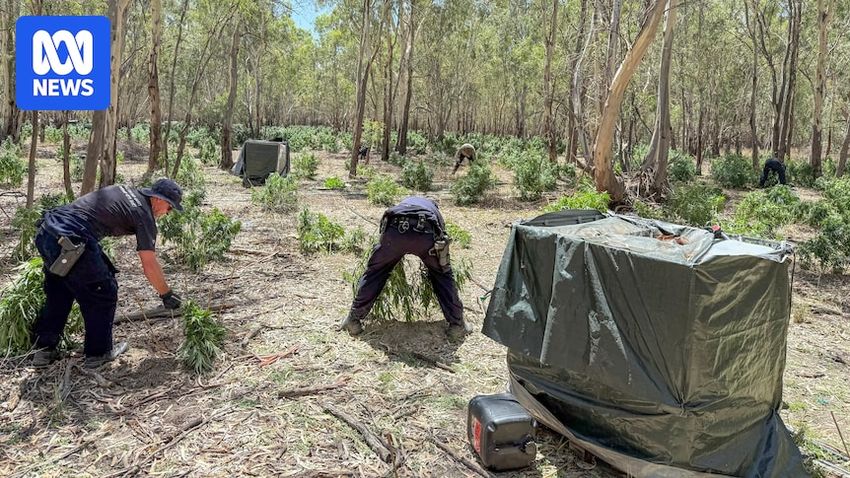  $10m worth of cannabis plants allegedly seized on NSW property
