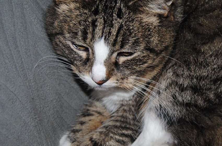  Wednesday: Hili dialogue