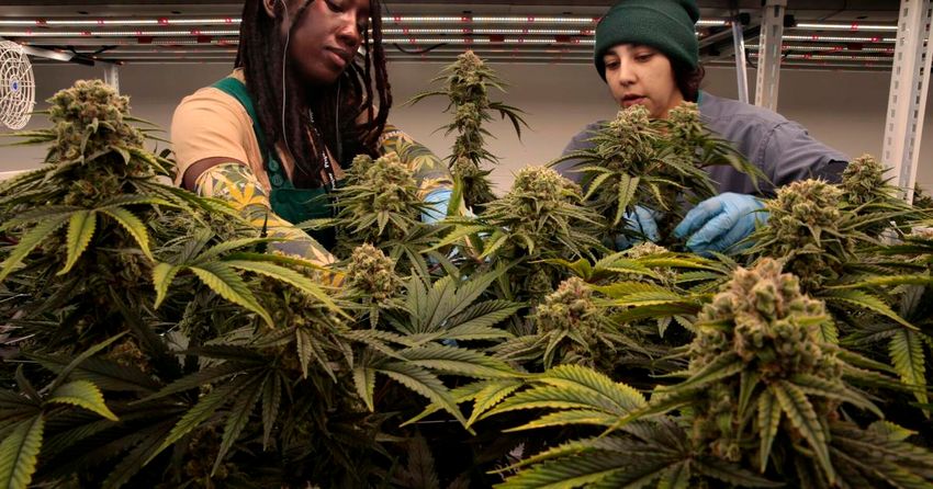  Critical audit of Missouri’s medical marijuana program draws blowback from state officials