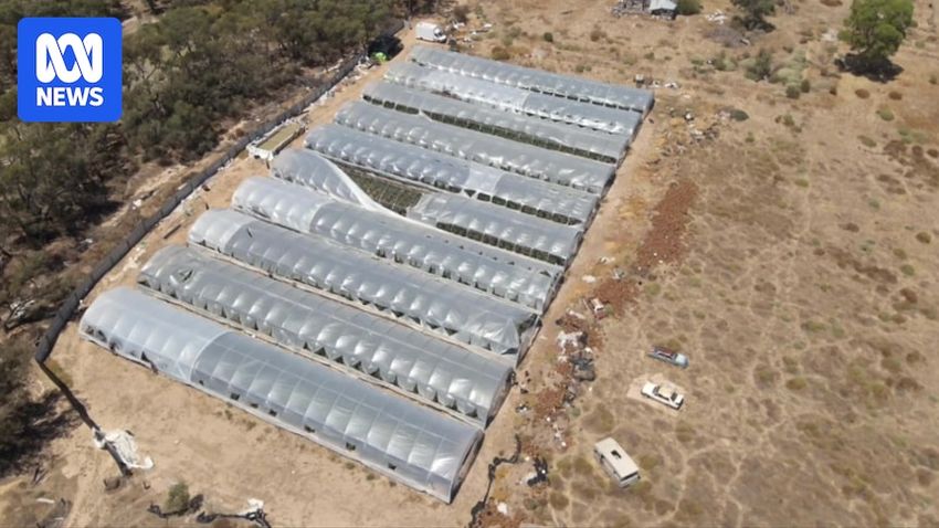  Police raid uncovers $10 million cannabis crop in Victoria