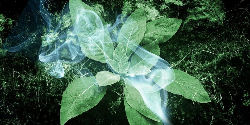  Wellness Influencers Say Smoking Mullein Leaf Is a “Lung Cleanse.” Doctors Say There’s a Much Healthier Alternative.