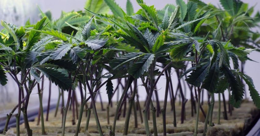  Virginia lawmakers pass bills to legally buy and sell cannabis