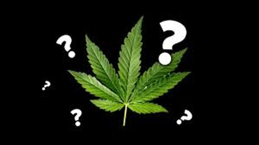  Where Is The Cannabis Market Going?