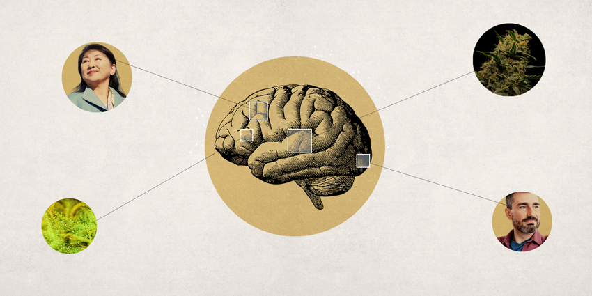  Study: Older Cannabis Users Have Larger Brains, Better Cognition