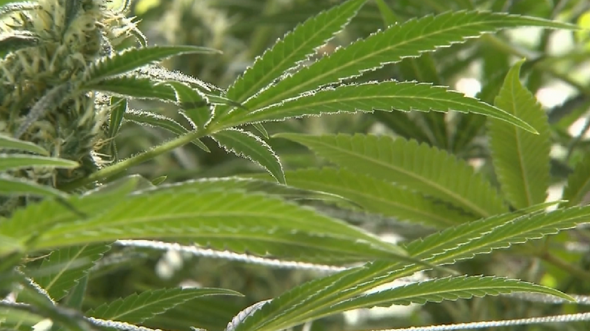  Gov. Kevin Stitt wants to shut down medical marijuana in Oklahoma