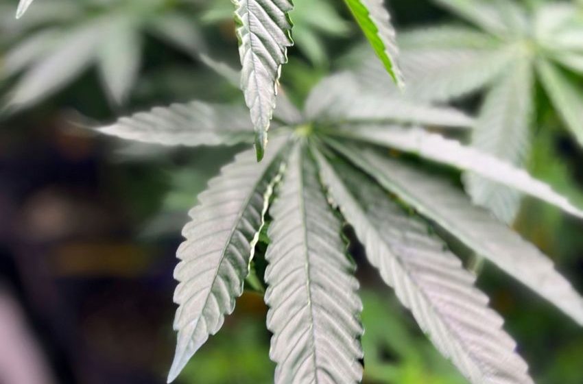  Recreational Pot Fails to Qualify for Florida Ballot