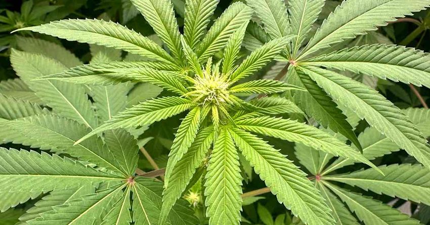  Finnish MPs reject citizens’ initiative to legalise cannabis