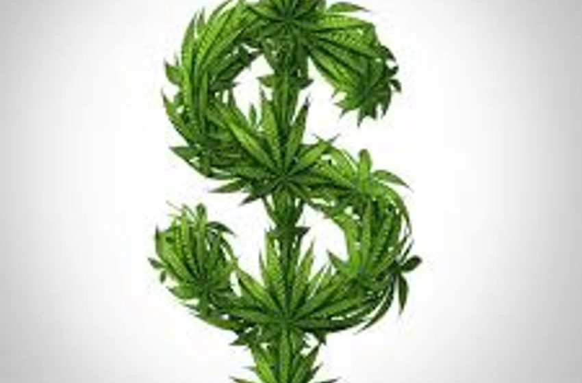  Investing in Cannabis