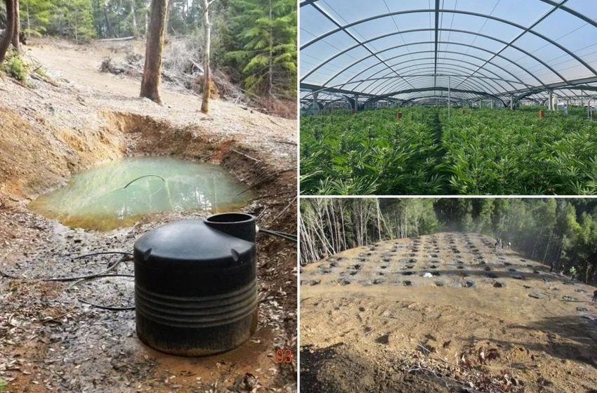  Illegal cannabis farms poison California’s forests: ‘Ticking environmental time bomb’