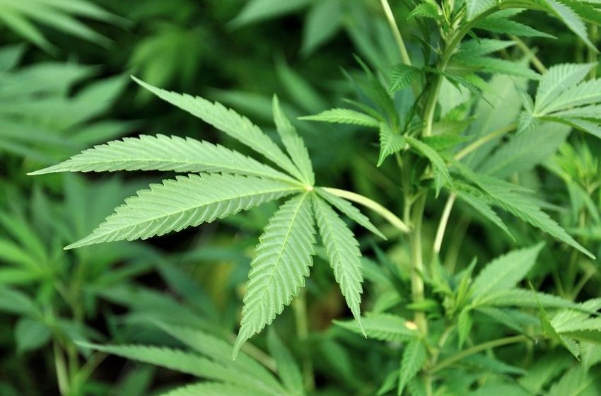  What’s ‘scromiting’? Here’s what to know about the cannabis-related condition