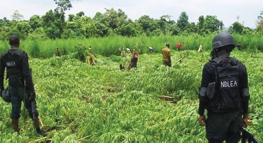  NDLEA moves to replace cannabis farms with lawful crops